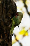 Alexandrine Parakeet