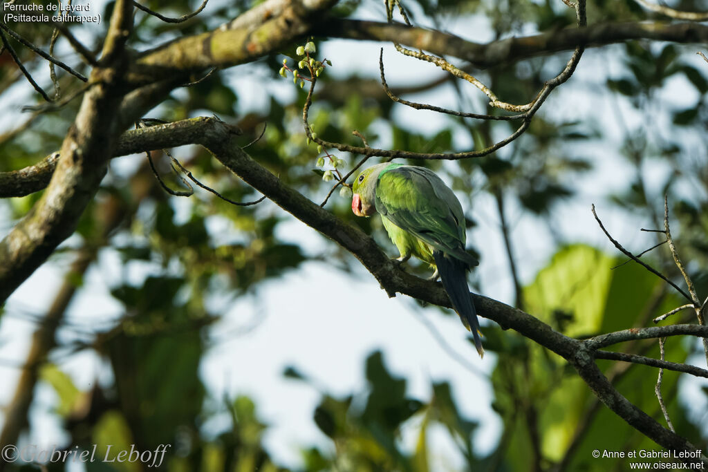 Layard's Parakeet