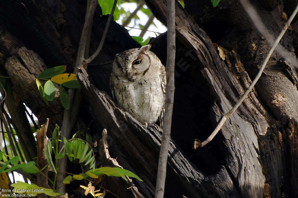 Indian Scops Owladult