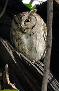 Indian Scops Owl