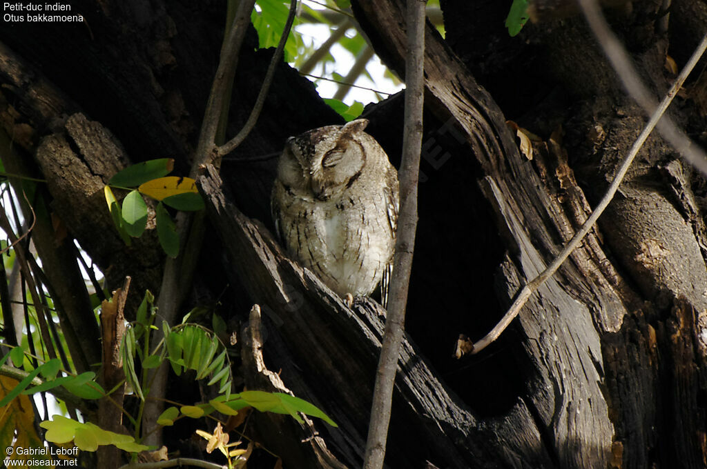 Indian Scops Owl