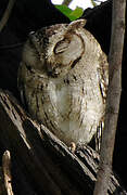 Indian Scops Owl