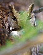 Indian Scops Owl