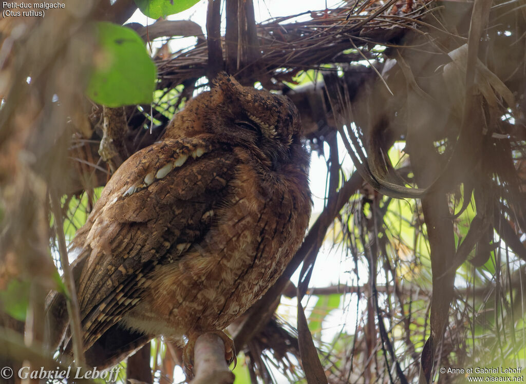 Rainforest Scops Owl