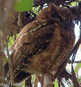 Rainforest Scops Owl