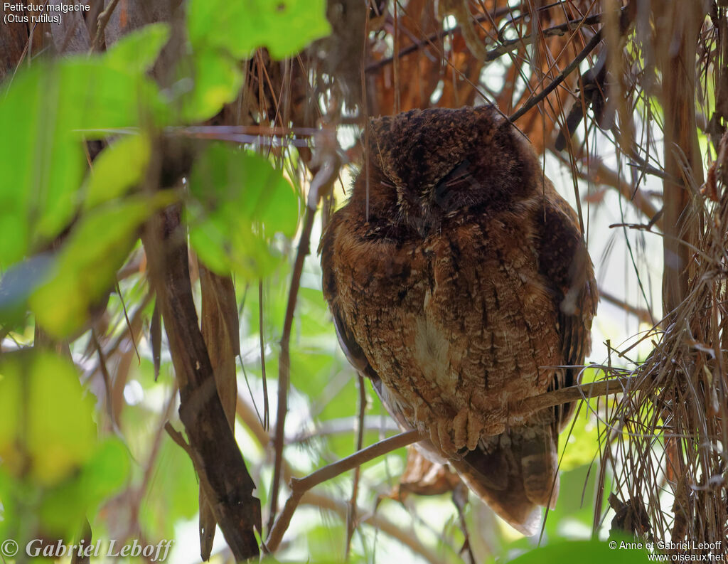 Rainforest Scops Owl