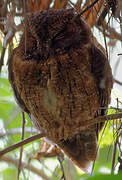 Rainforest Scops Owl