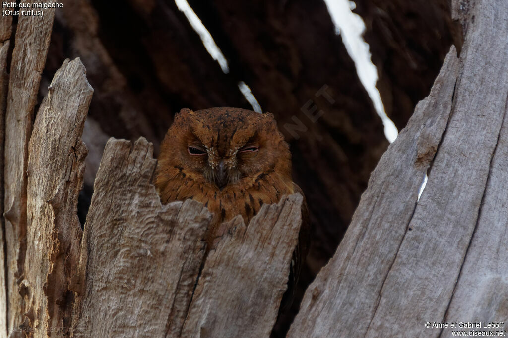 Rainforest Scops Owl