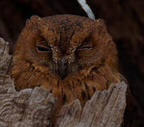 Rainforest Scops Owl