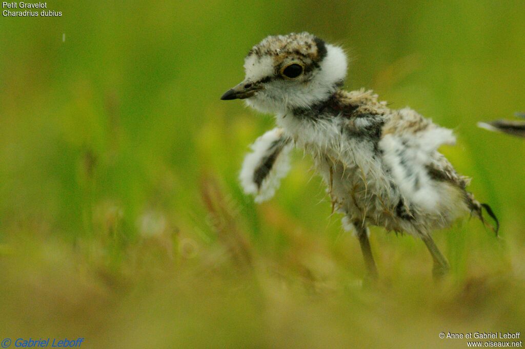 Little Ringed Ploverjuvenile