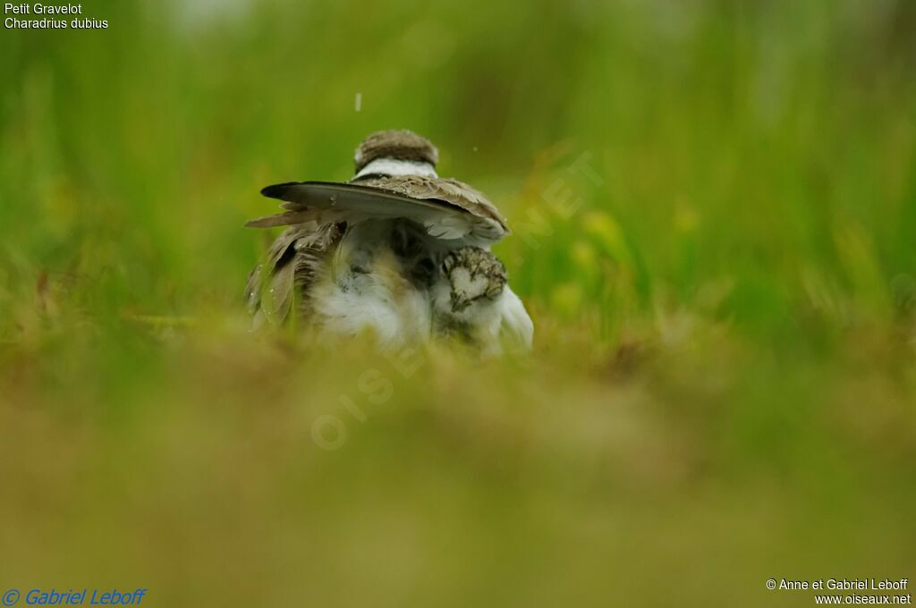 Little Ringed Plover