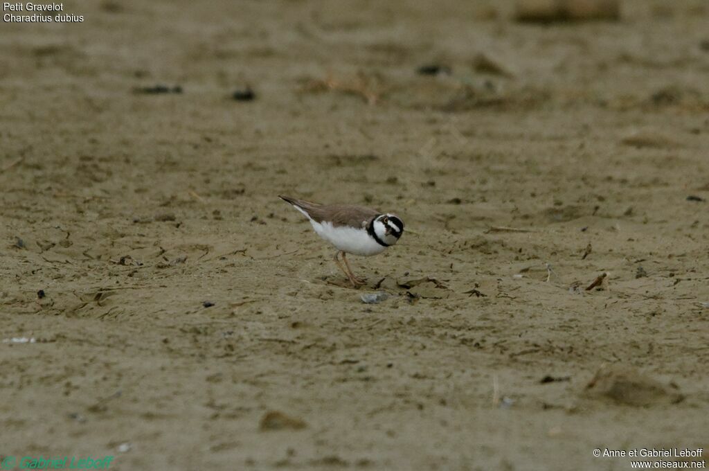 Little Ringed Plover