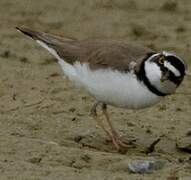 Little Ringed Plover