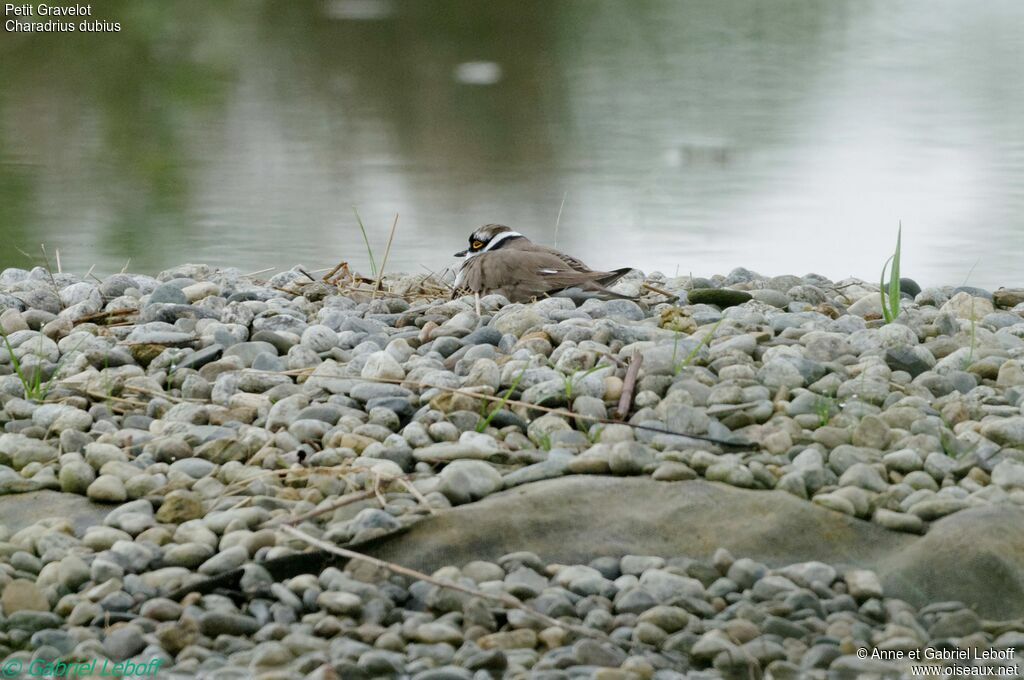 Little Ringed Plover