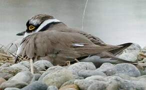 Little Ringed Plover