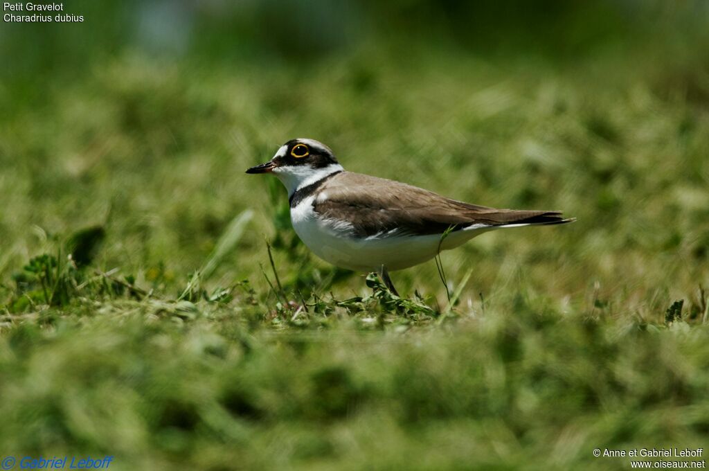 Little Ringed Plover