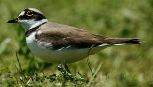 Little Ringed Plover