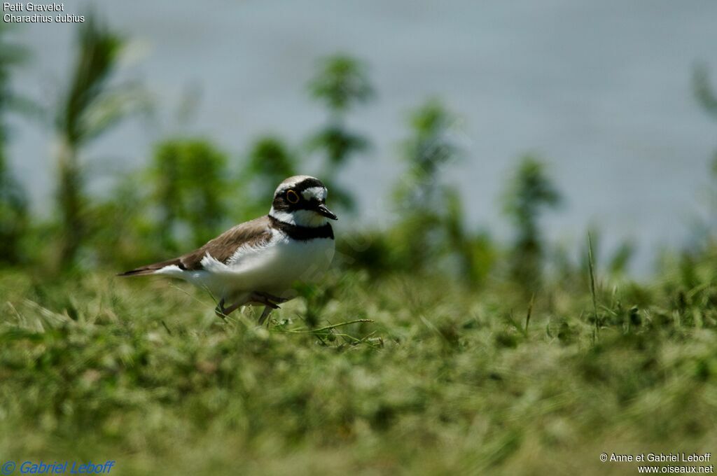 Little Ringed Plover