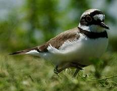 Little Ringed Plover