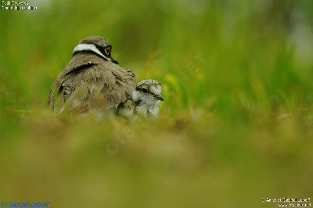 Little Ringed Plover