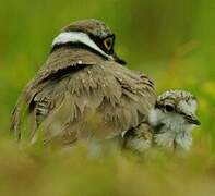 Little Ringed Plover