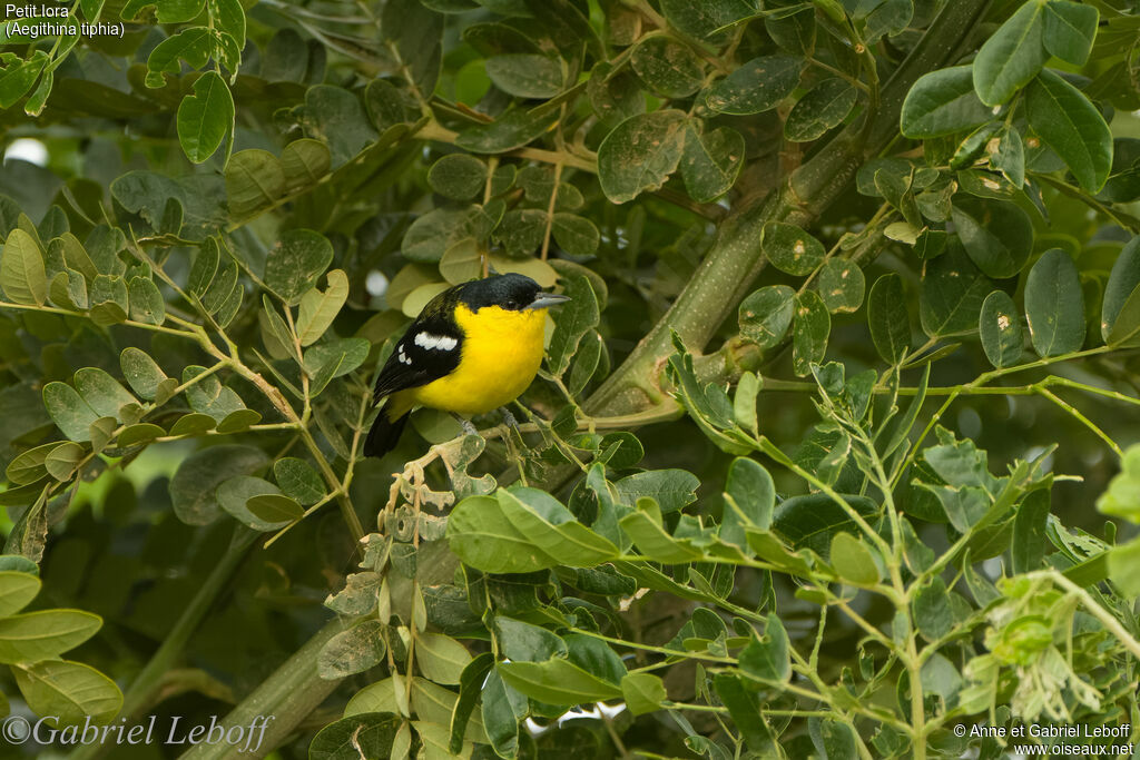 Common Iora