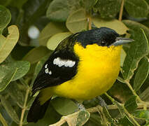 Common Iora