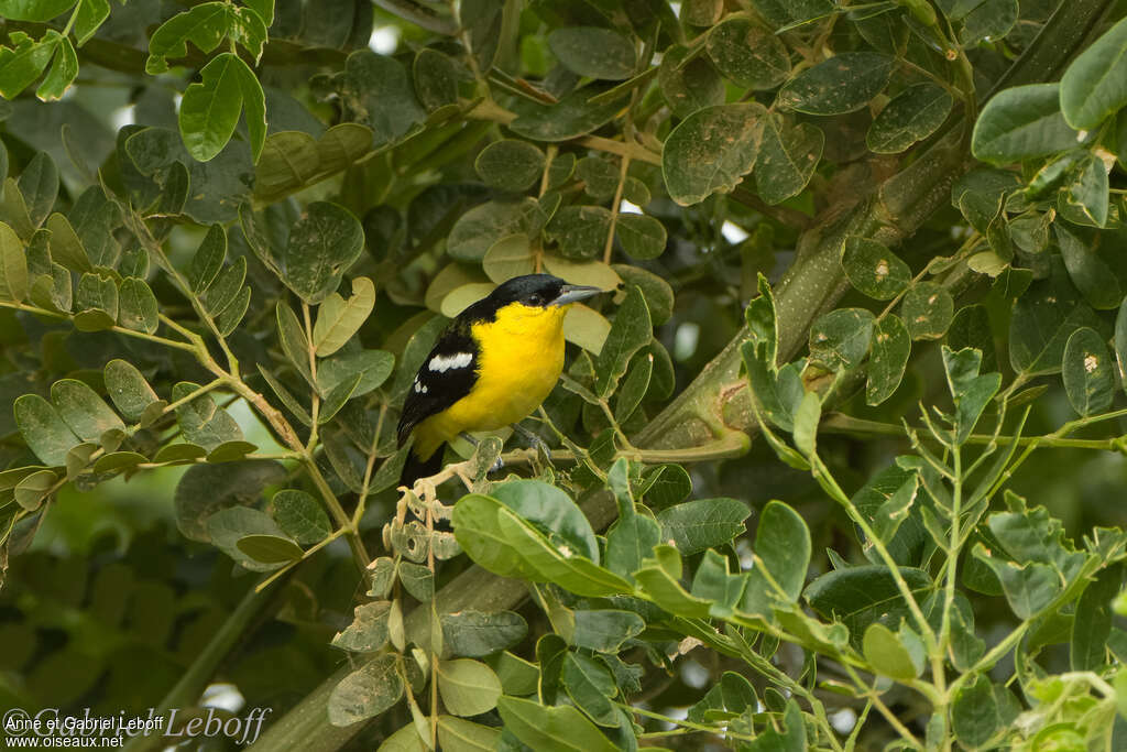 Petit Iora, identification