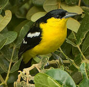 Common Iora