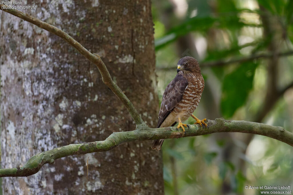 Broad-winged Hawk