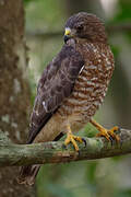 Broad-winged Hawk