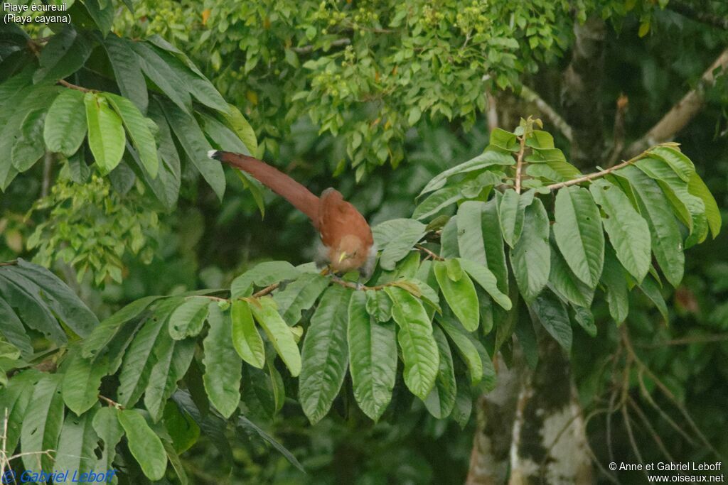 Piaye écureuil