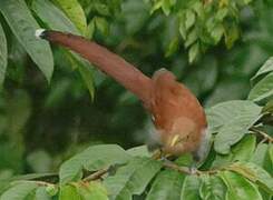 Squirrel Cuckoo