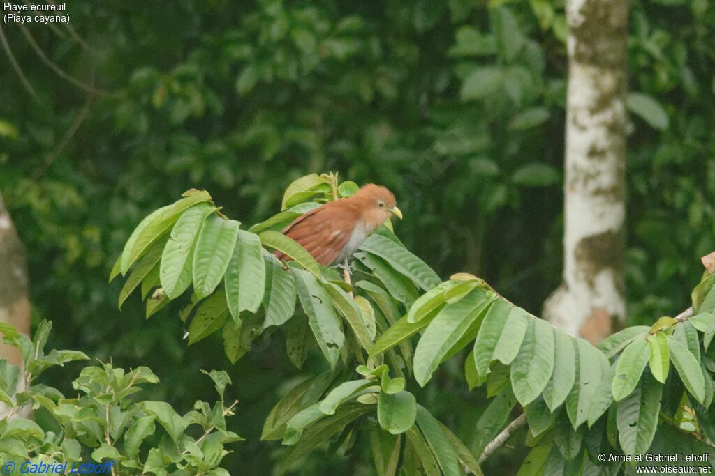 Squirrel Cuckoo