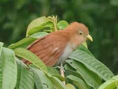 Squirrel Cuckoo