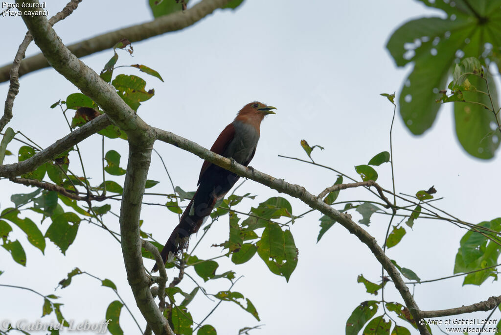 Squirrel Cuckoo