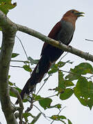 Squirrel Cuckoo