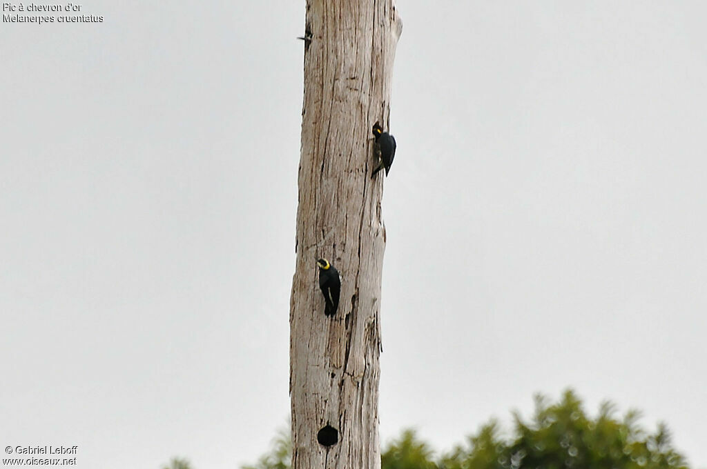 Yellow-tufted Woodpecker