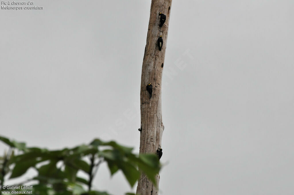 Yellow-tufted Woodpecker