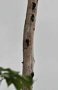 Yellow-tufted Woodpecker