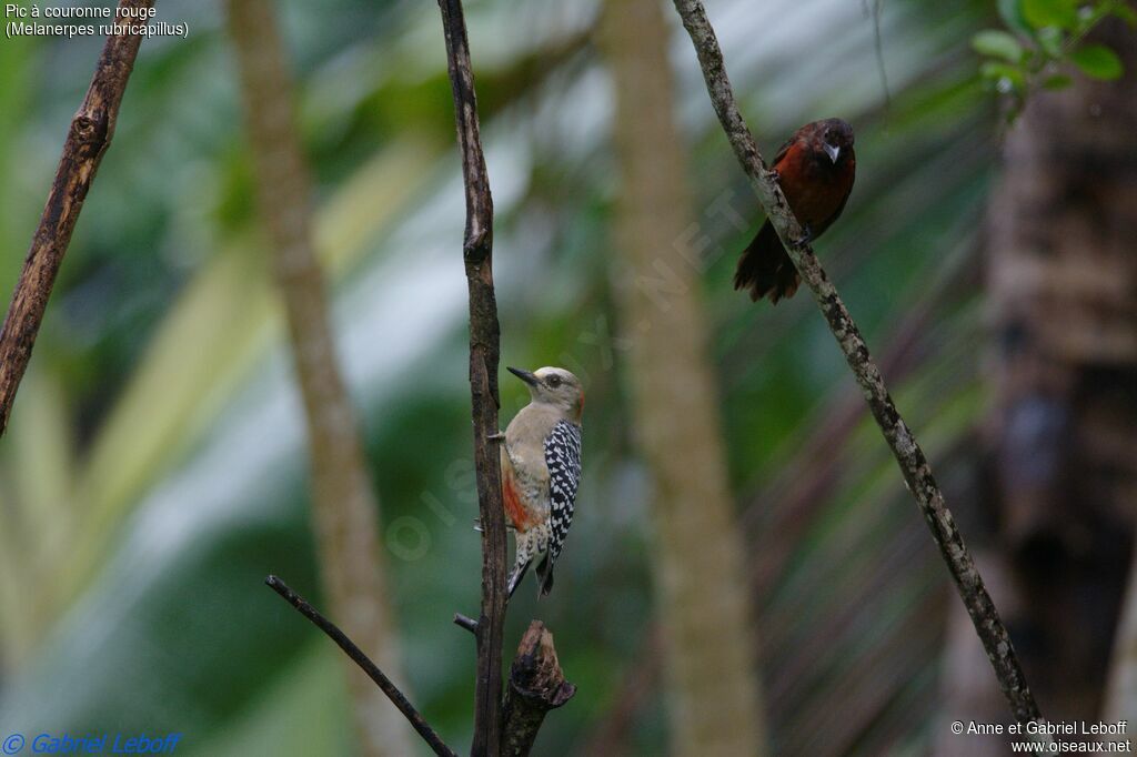 Red-crowned Woodpecker female adult