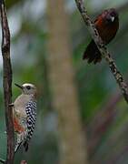 Red-crowned Woodpecker