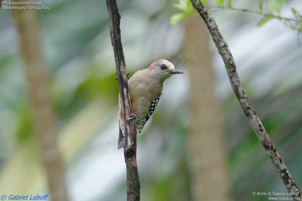 Red-crowned Woodpecker female adult