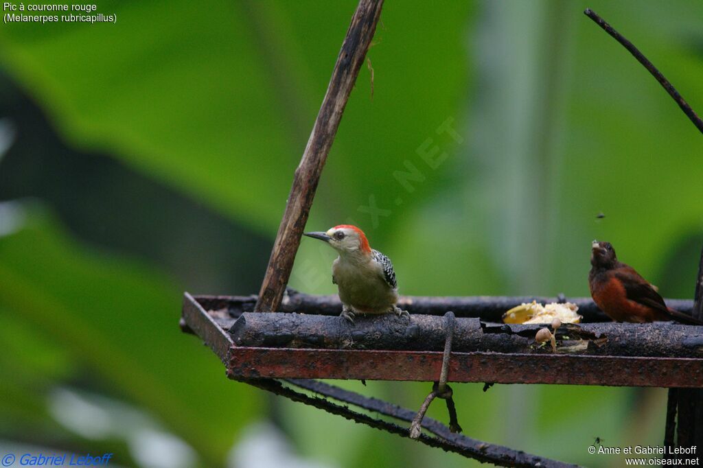 Red-crowned Woodpecker female adult