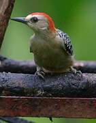 Red-crowned Woodpecker