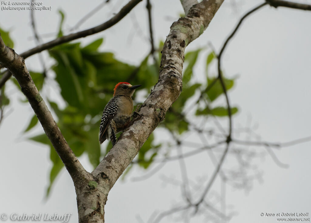 Red-crowned Woodpecker male adult