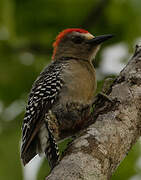 Red-crowned Woodpecker