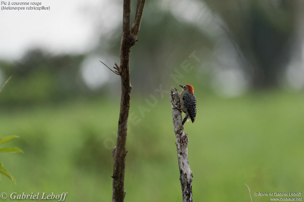 Red-crowned Woodpecker male adult