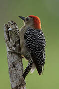 Red-crowned Woodpecker