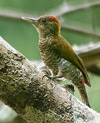 Red-rumped Woodpecker